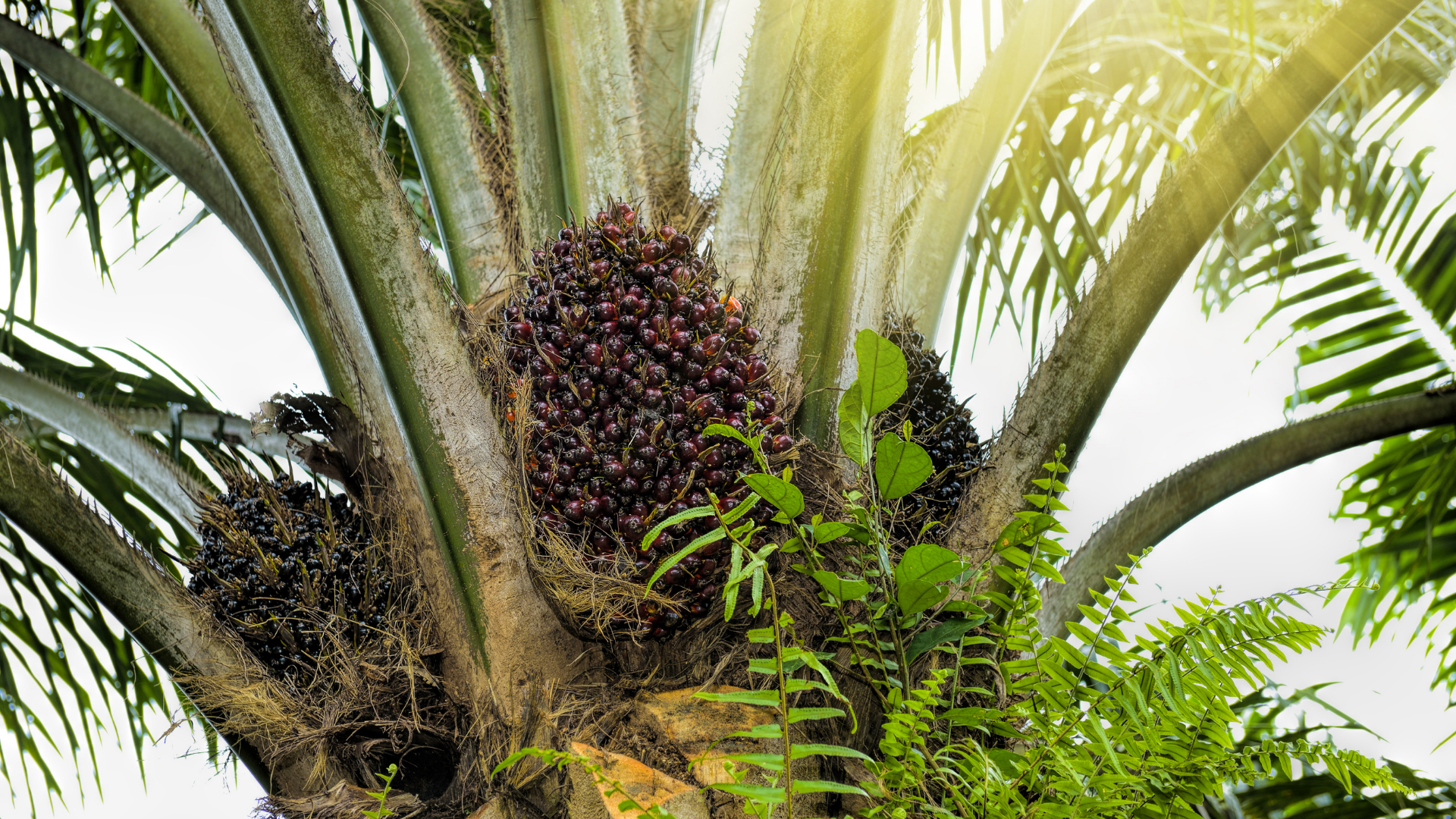 20 Palm Plants That Grow Outdoors (And 5 More You Can’t Take Outside)