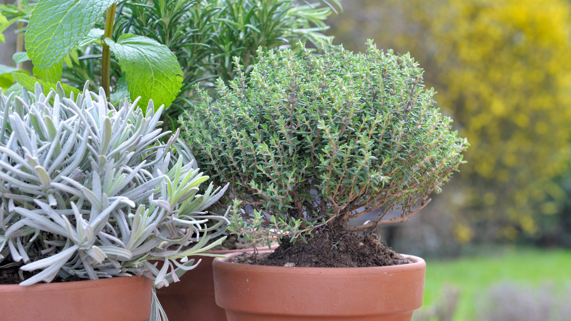 30 Outdoor Plants People with Nice-Smelling Homes Never Overlook (And 5 Alternatives To Avoid)