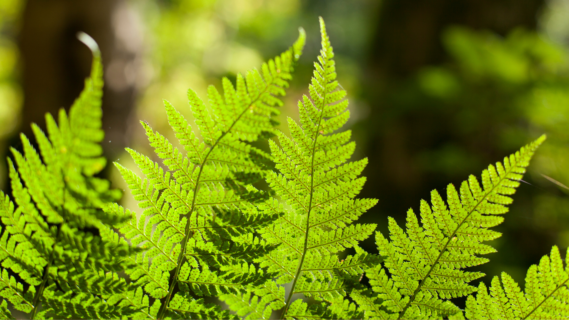 24 Ferns That Could Make The Perfect Houseplant (And 5 You Need To Take Outside Immediately)