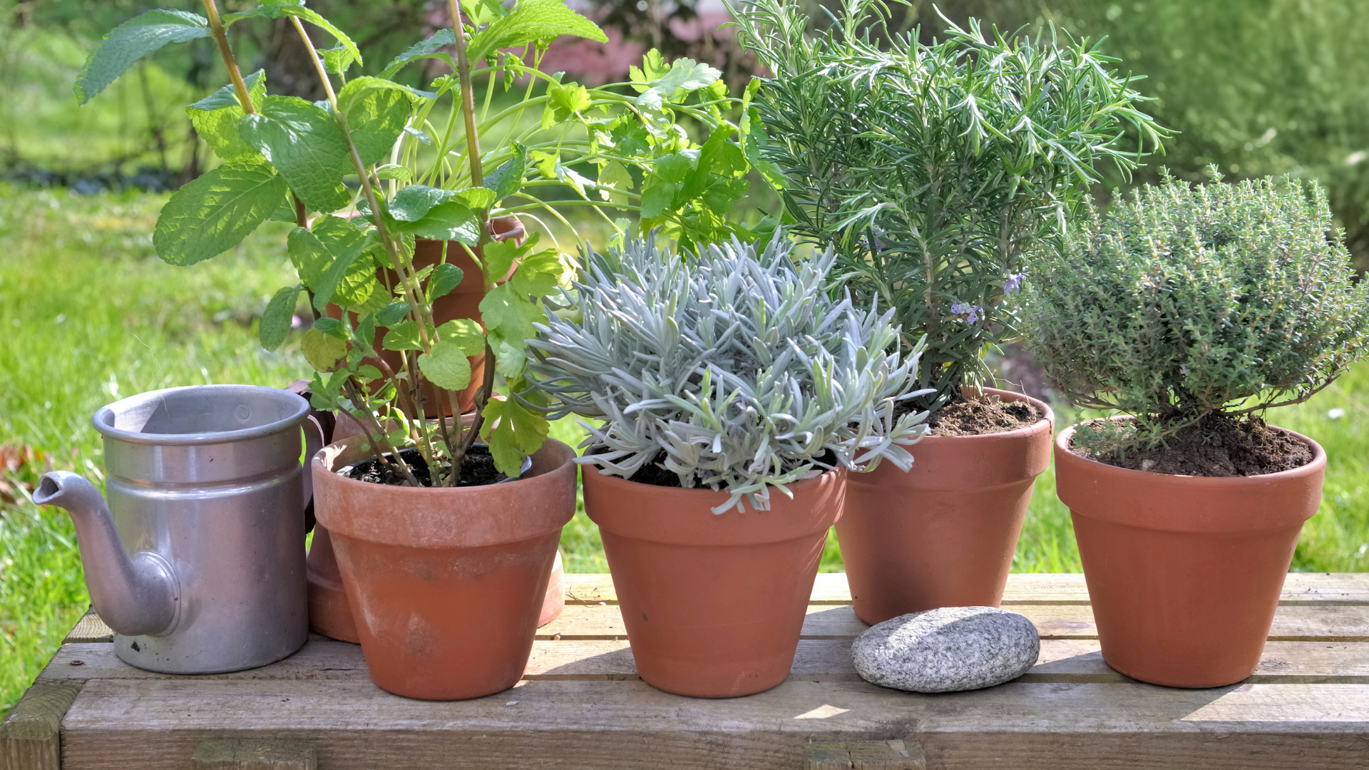 15 Potted Plants People With Nice-Smelling Homes Never Forget On Their Porch (And 5 Alternatives They Avoid)