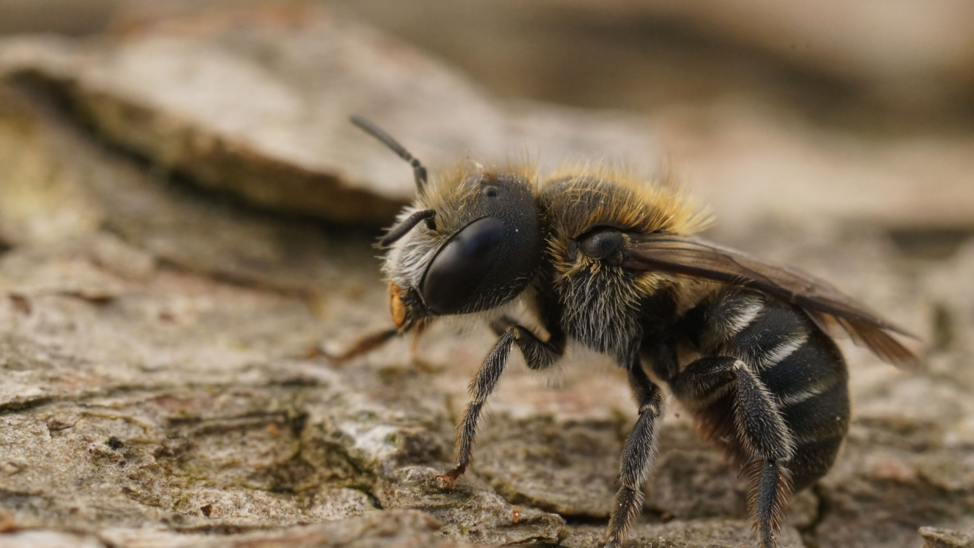 10 Ways How To Attract Mason Bees To Your Garden (And 10 Reasons Why You Should Do It)