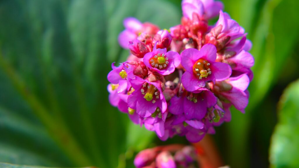 Bergenia cordifolia Bergenia crassifolia or badan blooming