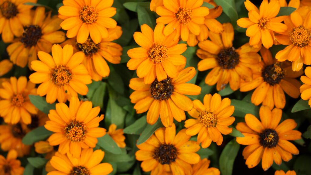 calendula flowers