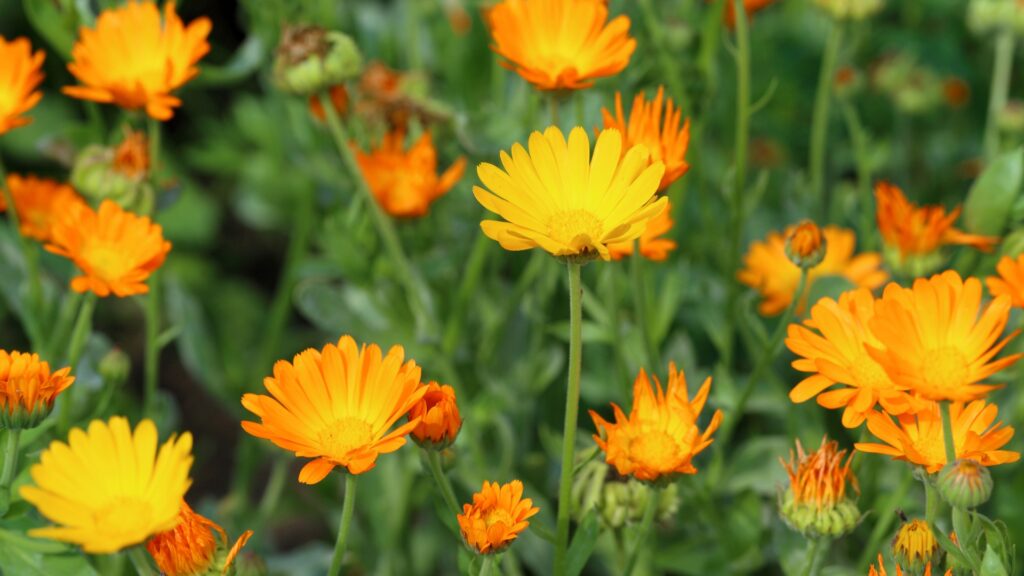 calendula