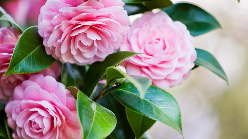camellia
