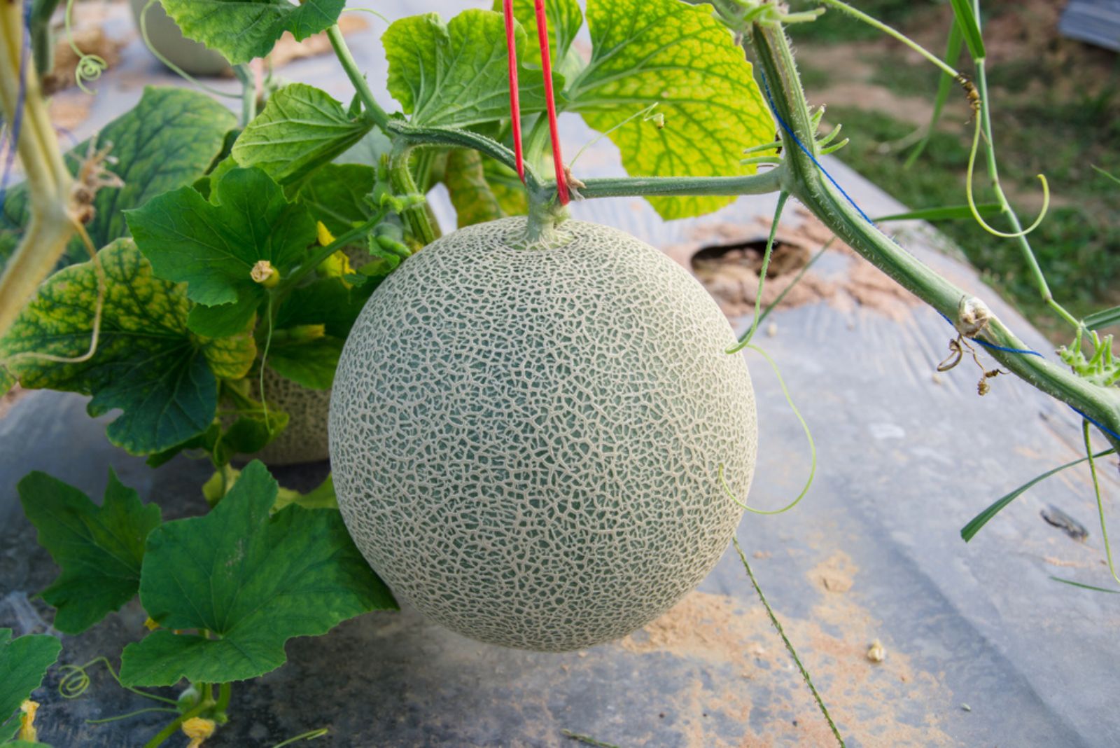 cantaloupe in garden