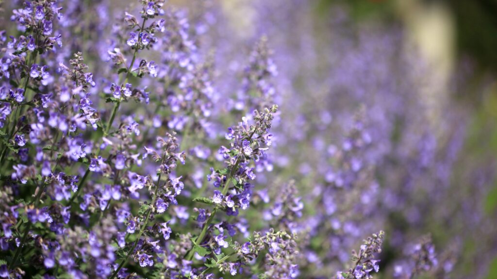 catmint purple flowers