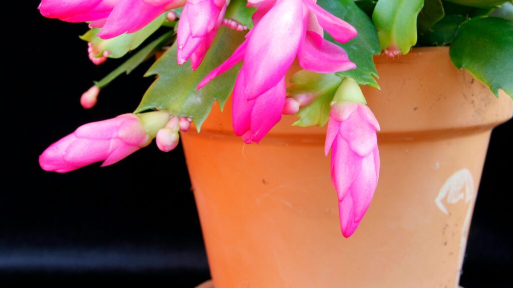 christmas cactus in a pot