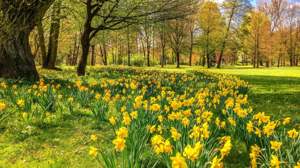 large patch of daffodils in bloom