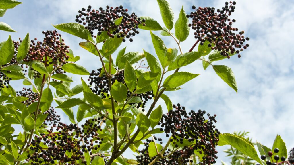 elderberry
