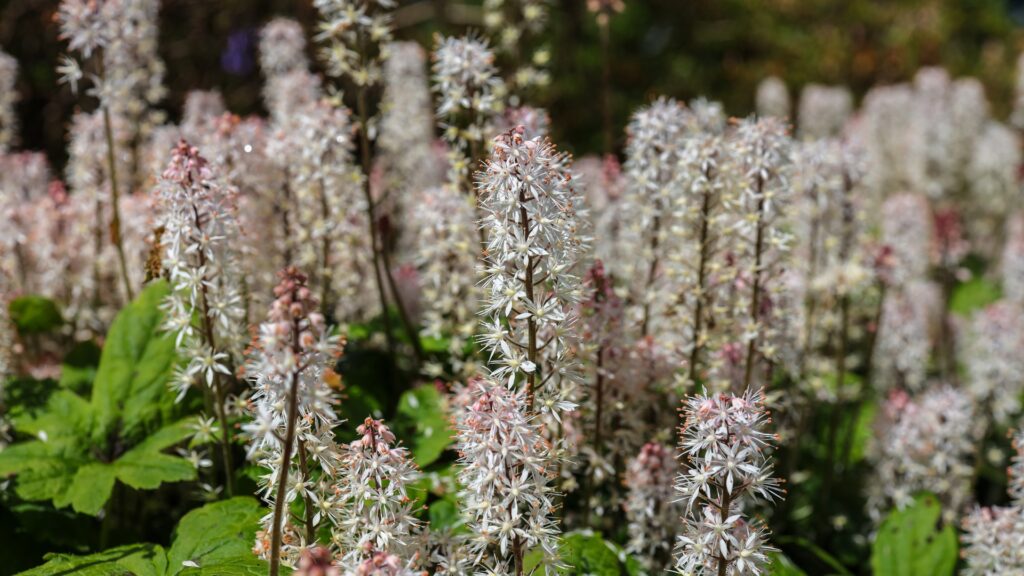 foamflower