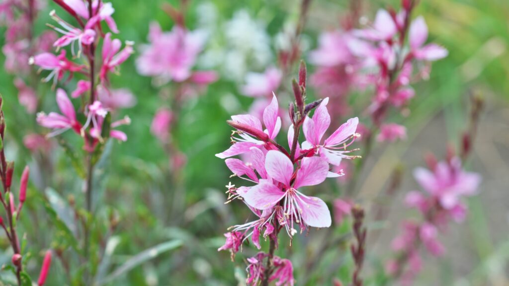 gaura flower