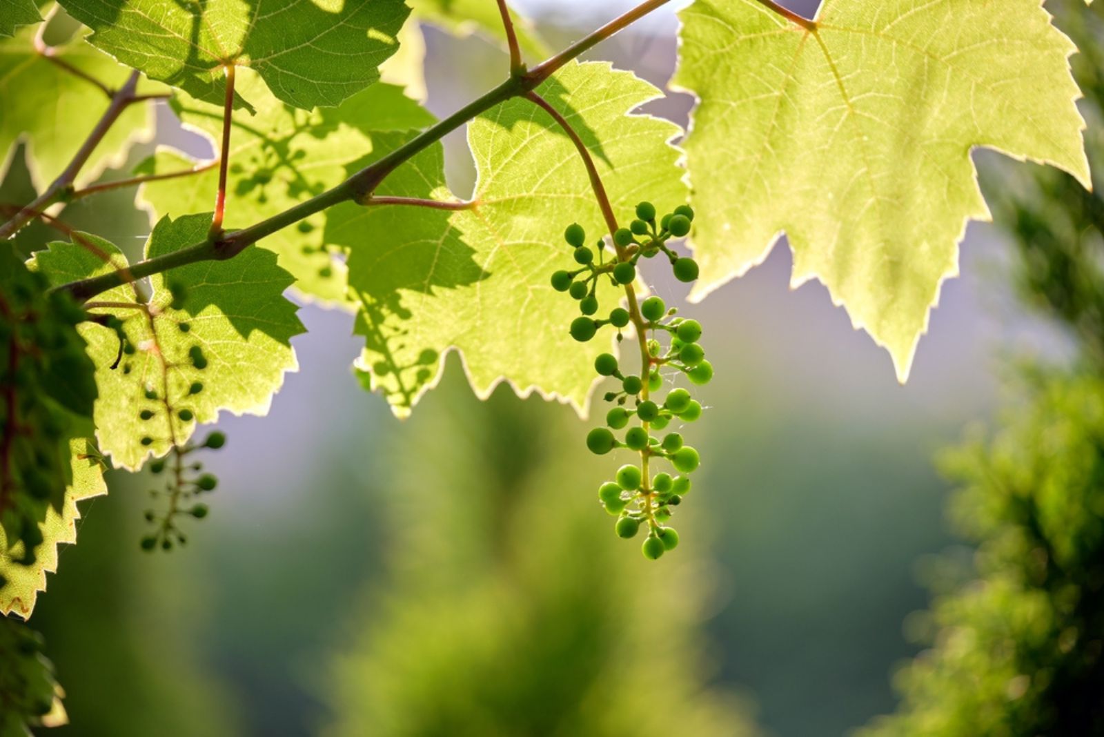 grape branch