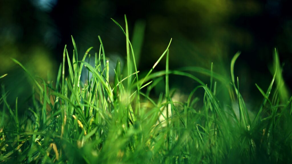 grass