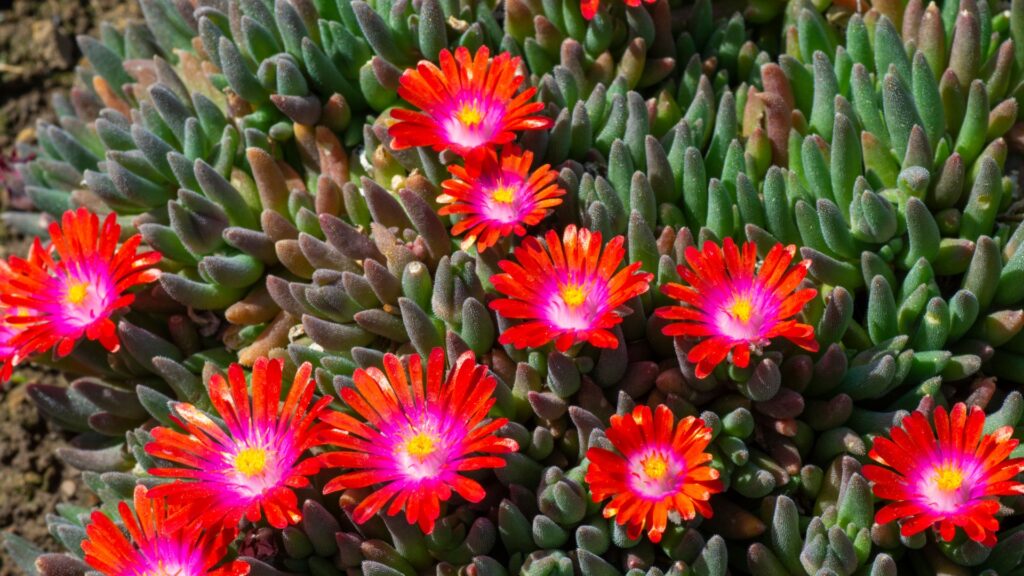 ice plant in bloom