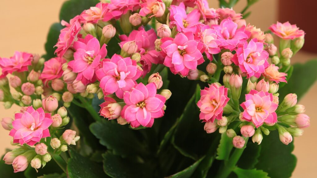 kalanchoe