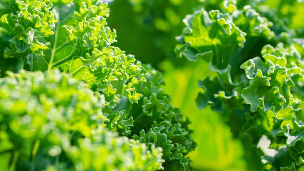 kale