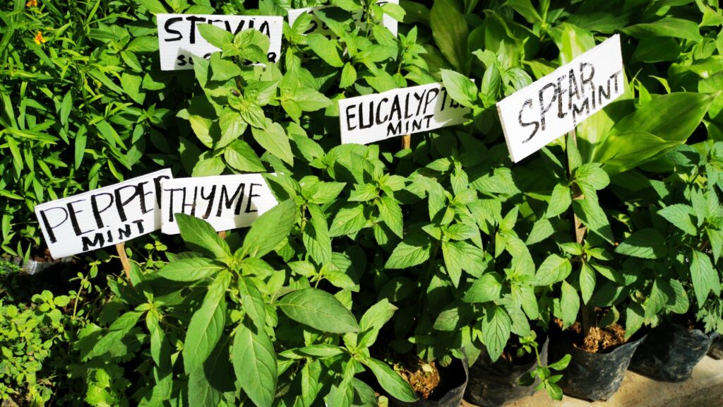 labeled plants