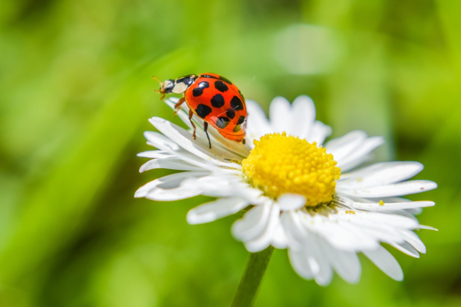 lady bug on a flower