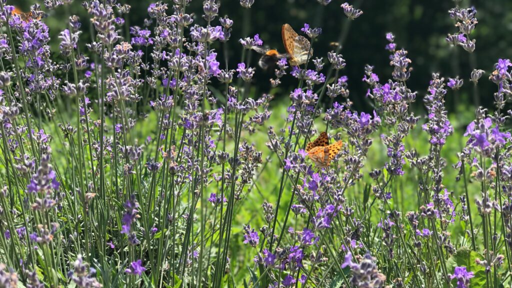 lavender patch