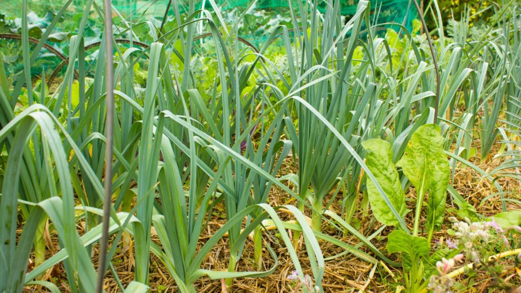 leeks