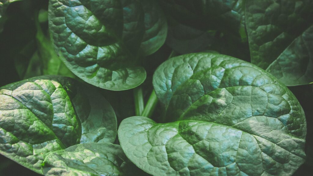 malabar spinach