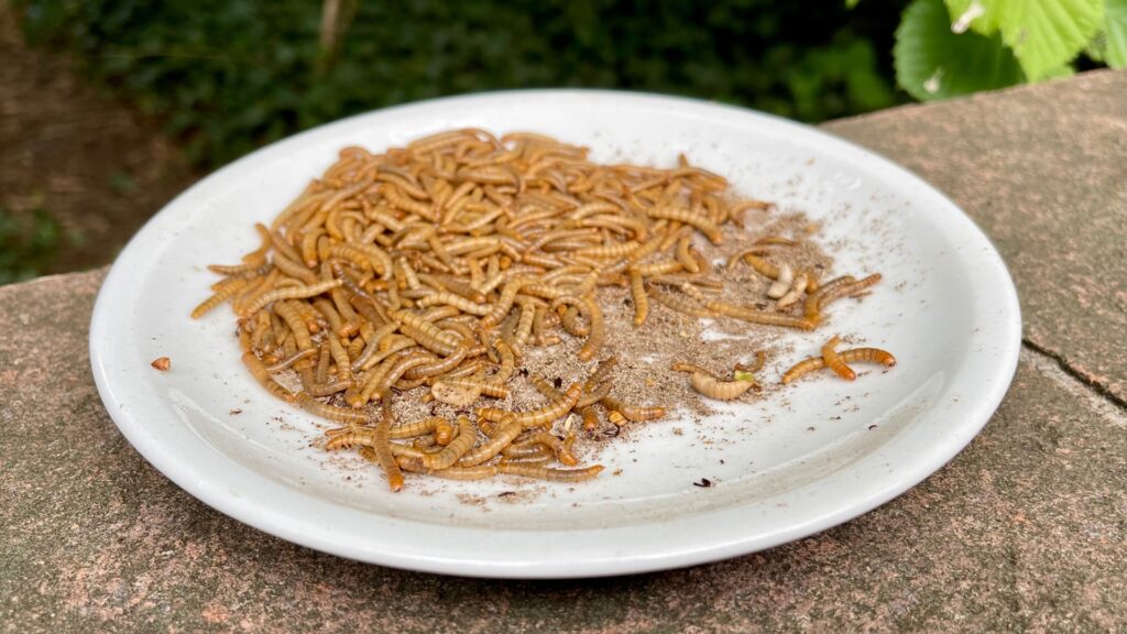 mealworms on a plastic plate