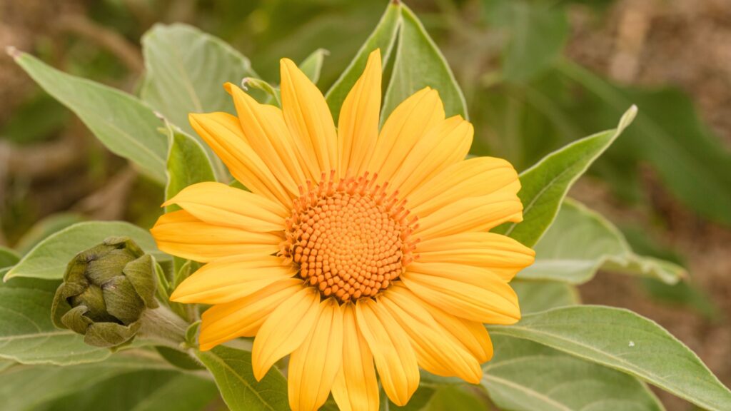 mexican sunflower