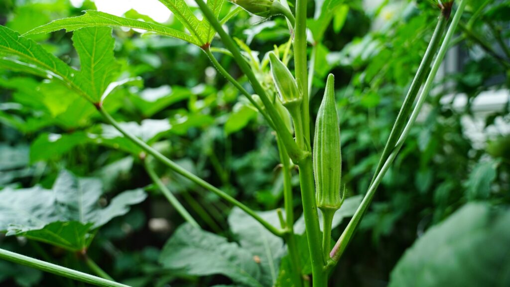 okra