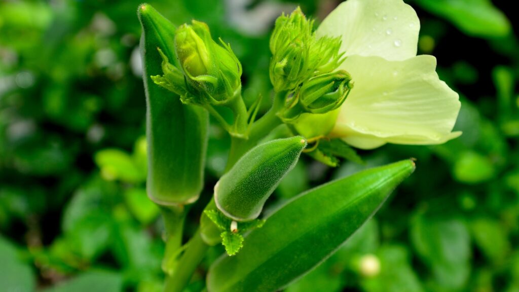 okra plant