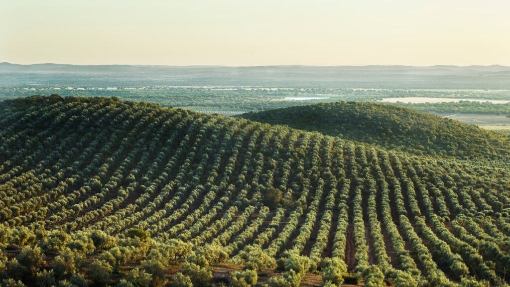 olive grove