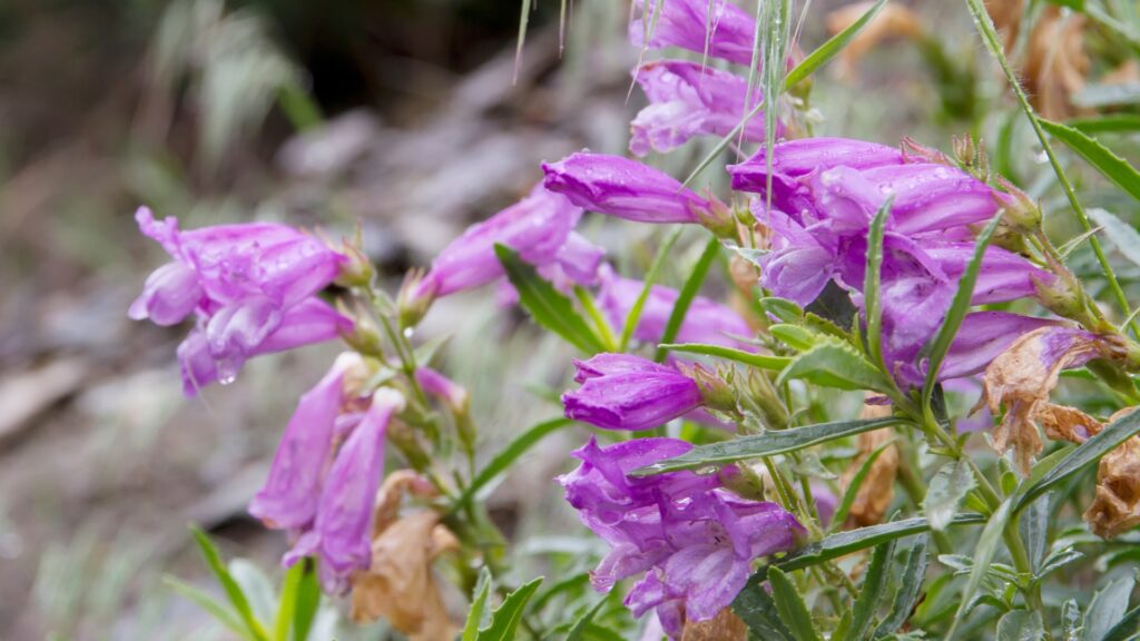 penstemon flower