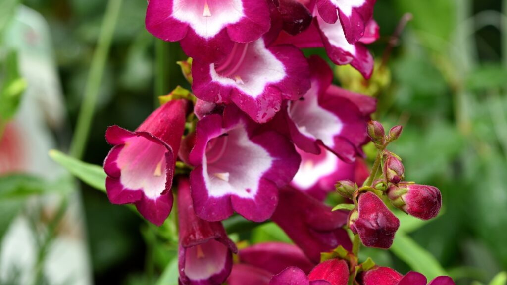 penstemon