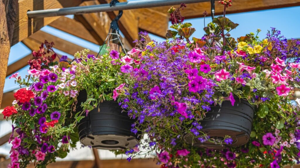 petunias in hanging baskets