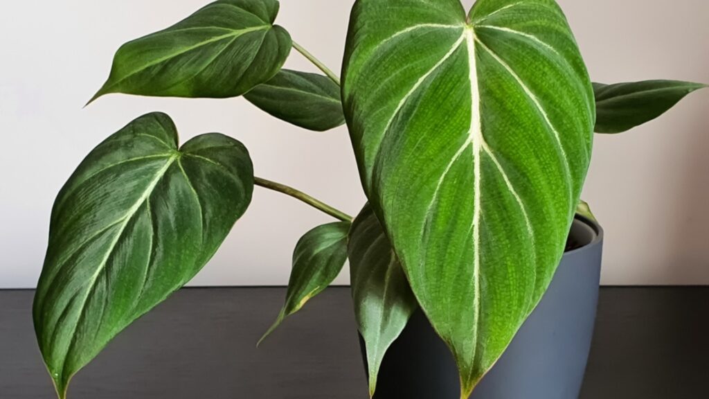 philodendron gloriosum
