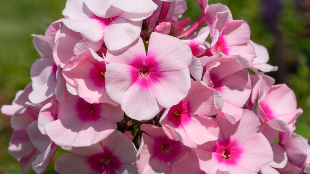 phlox