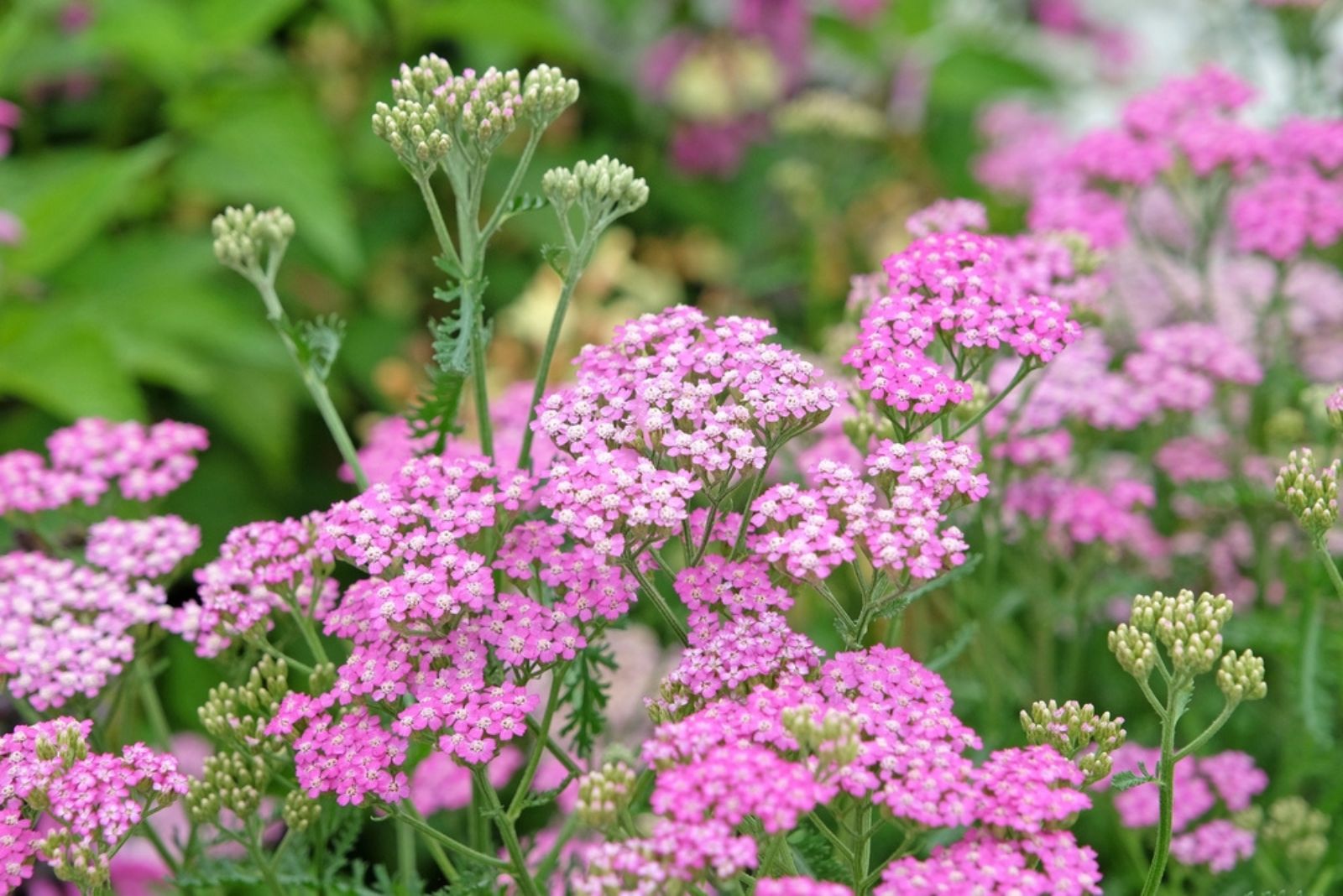 pink Achillea