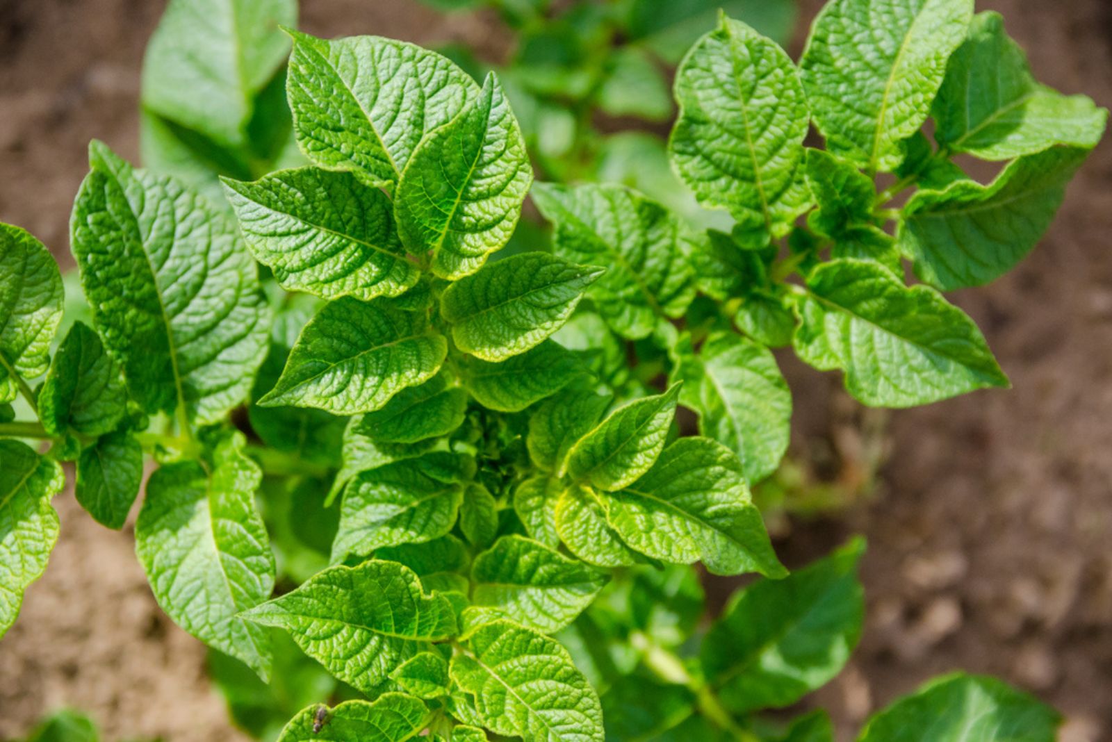 potato plant