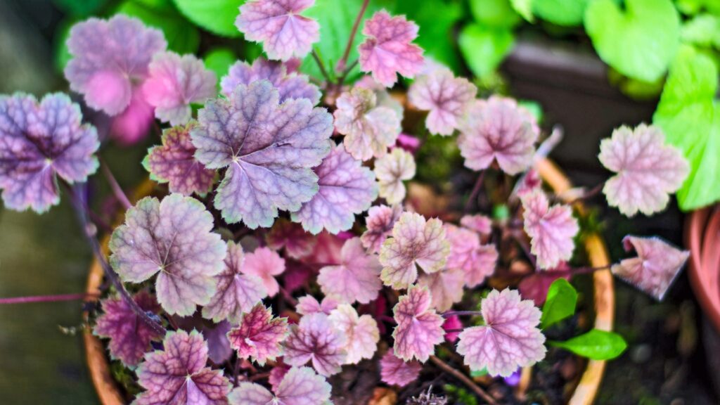potted heucheras