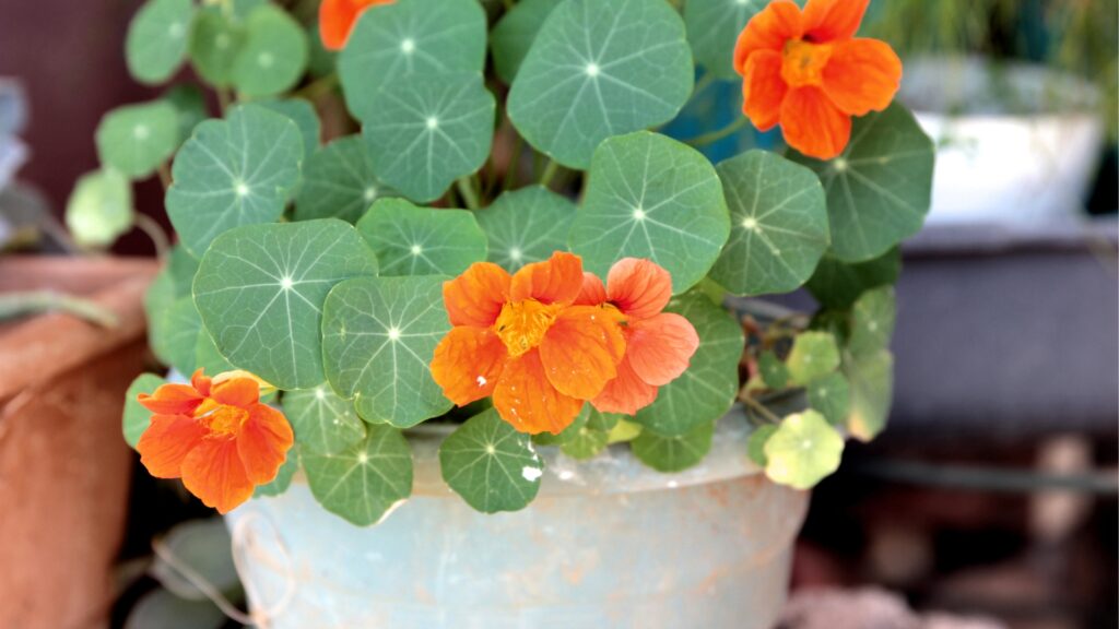potted nasturtium