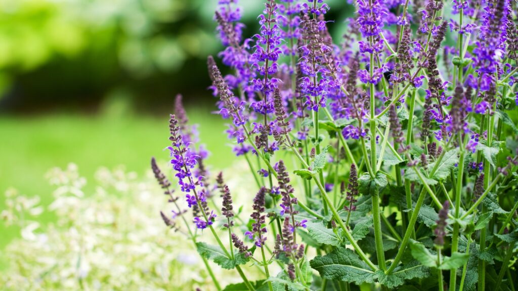 salvia in full bloom