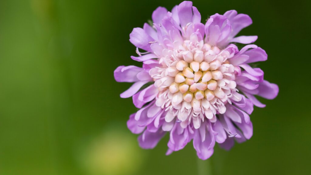 scabiosa