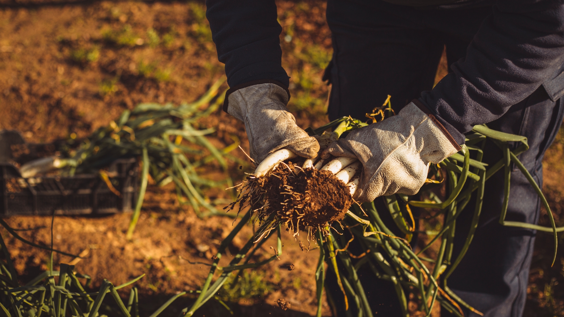 Scallion Bloom 30 Vegetables To Grow This Spring So Effortless, You’ll Wonder Why You ...