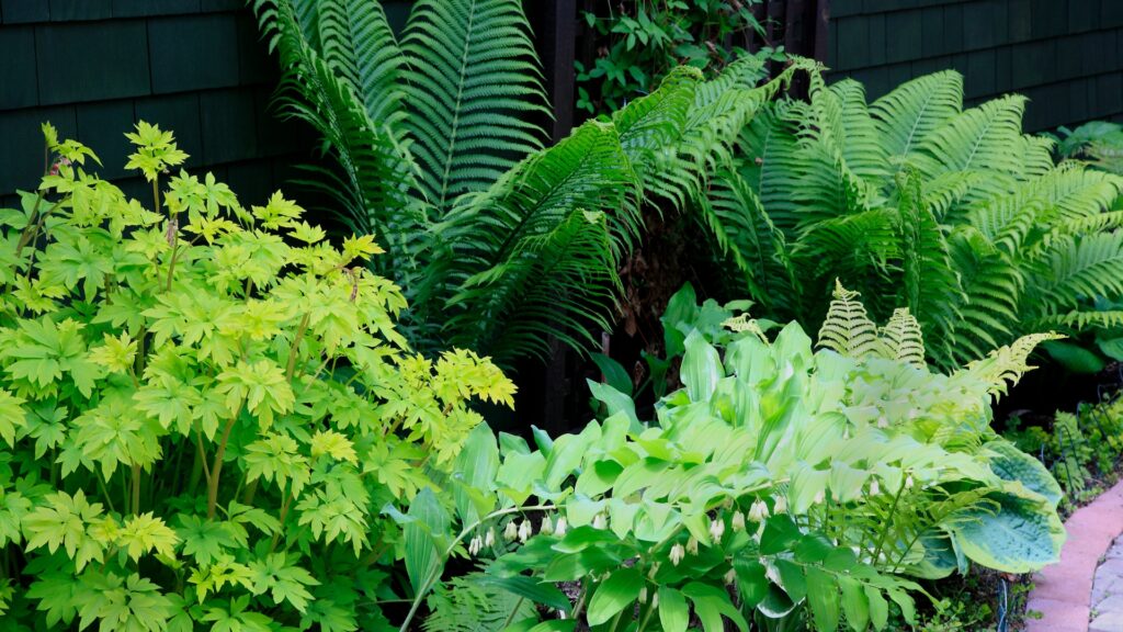 shade garden