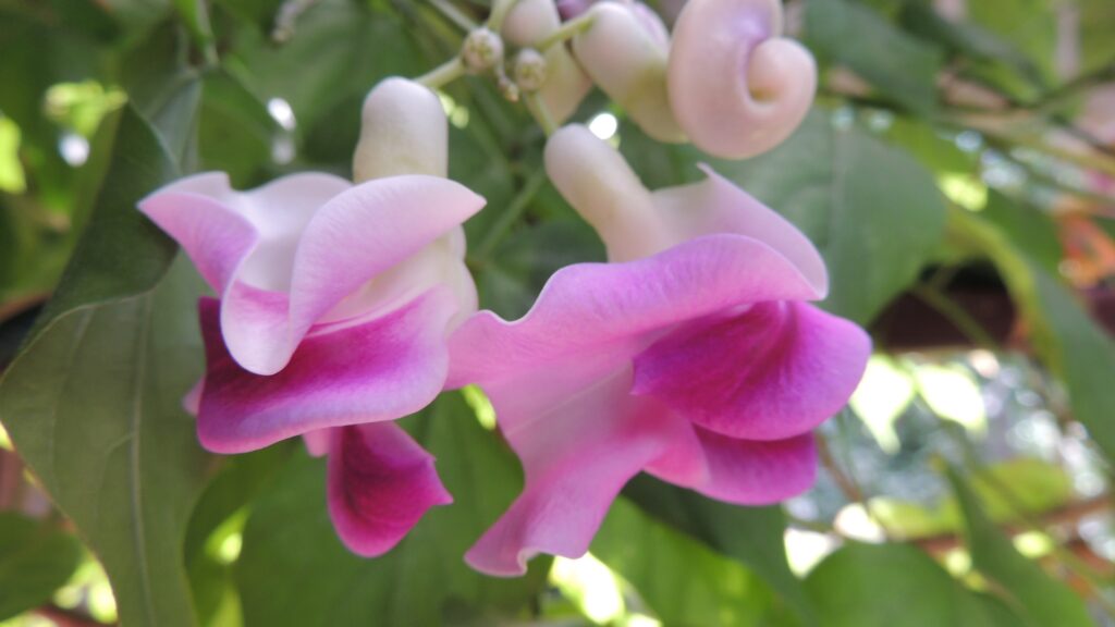 snail vine