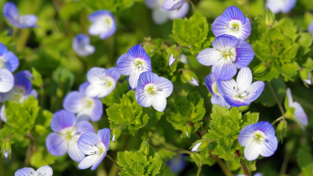 speedwell flowers
