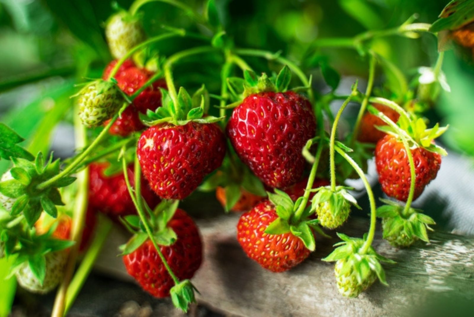 strawberry plant