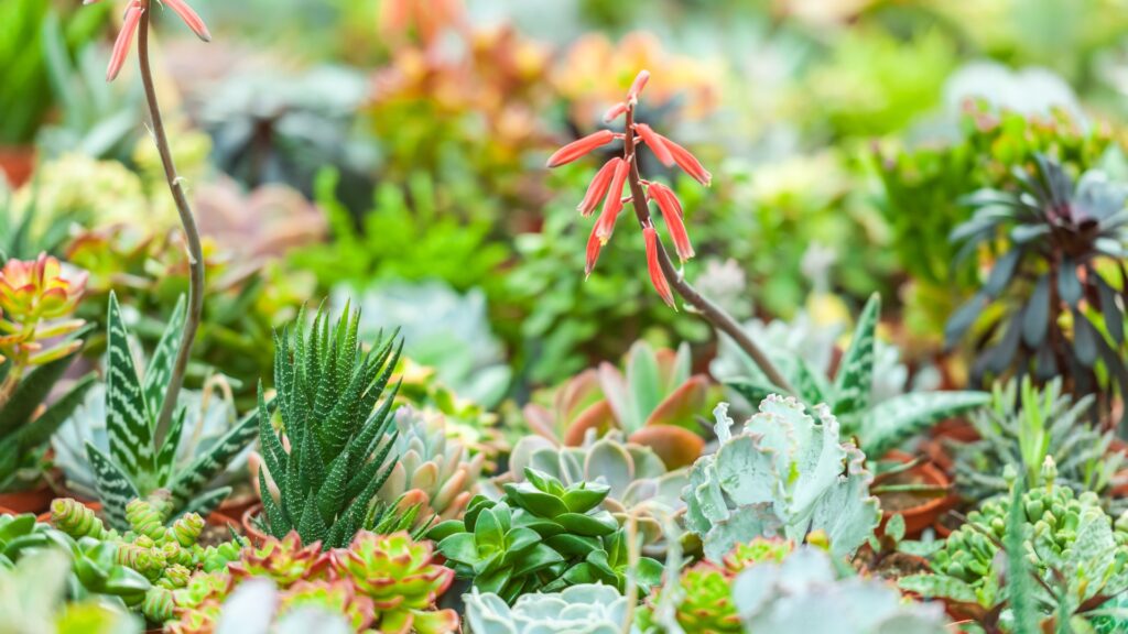 succulent collection