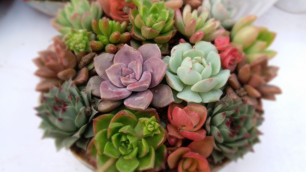 colorful suculents