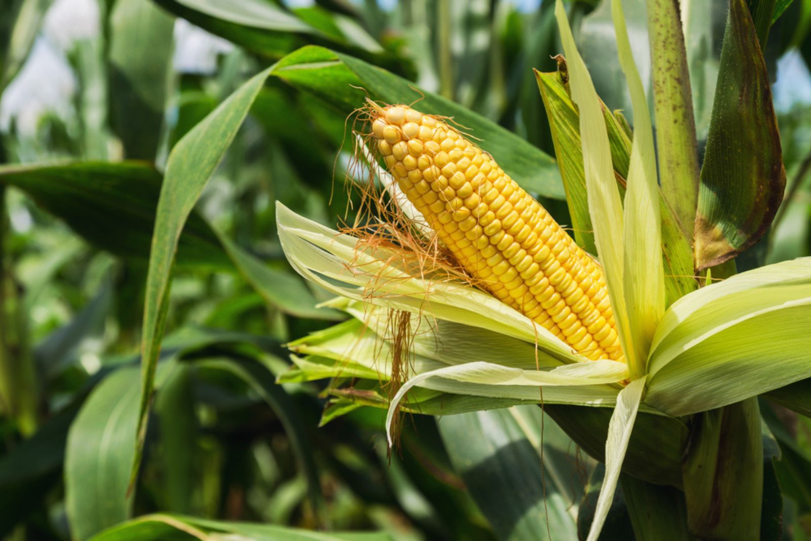 sweet corn plant